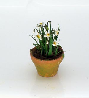 Narcissus